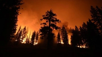 ABD'deki yangınlar dünyanın en büyük ağaçlarını tehdit ediyor
