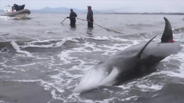 Akdeniz'de gagaburun balinaların deprem dolayısıyla ölmediği değerlendiriliyor