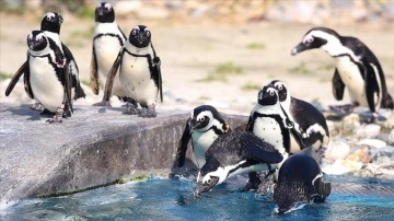 Güney Afrika'da nesli tükenme tehlikesindeki 63 penguen arı saldırısında telef oldu