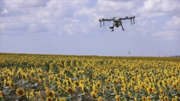 İstanbul'da gün çiçeği tarlalarındaki 'çayır tırtılına' hakkında dron ile ilaçlamada sona