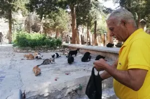 Kasaptan aldığı ciğerle 50 yıldır her gün sokak kedilerini besliyor