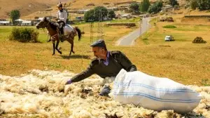 Koyunlardan kırkılan yün meşakkatli sürecin ardından insanları ısıtan ürünlere dönüşüyor