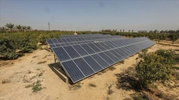 Mısırlı çiftçi kurduğu güneş enerjisi sistemiyle yağışsız alanda kâr yetiştiriyor