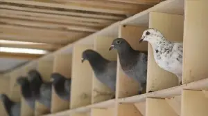 Posta güvercinlerine 'Güvercin Oteli'nde 5 yıldızlı bakım