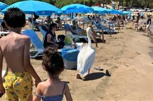 Tatilcilere renk katan pelikanlarla 25 yıllık dostluk