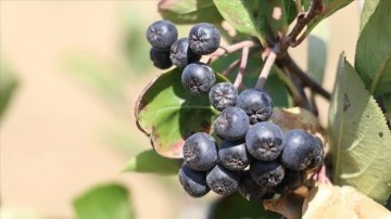 Yalova'da 'süper meyve' aronya için hasat etkinliği yapıldı